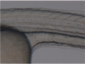 PGC-specific EGFP expression