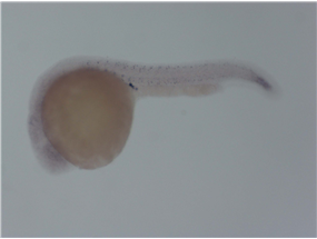 PGC-specific Cre