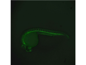 vasculature development