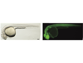 mitochondrial morphology