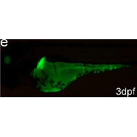 <p>EGFP sustainably expressed from hepatoblasts and liver progenitor cells in liver primordium to hepatocyte</p>