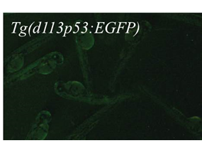 embryo body