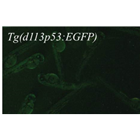 <p>GFP expression in the transgenic fish recapitulates the endogenous d113p53 expression, which normally keeps at a very low level  in the embryo body</p>