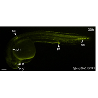 <p>2.5 kb upstream of the Cyp26a1 translational start drives EYFP expression. YFP expressed in pattern of the transgene is mainly in retina, cells in olfactory vesicle, anterior dorsal spinal cord, proctodeum, caudal notochord, and pharyngeal arches</p>