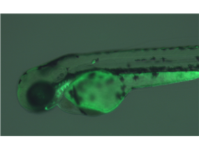 pharyngeal ectoderm