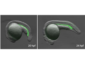 HSPC-specific EGFP