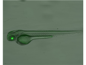 eyes，rod photoreceptors in the retinae，cilia